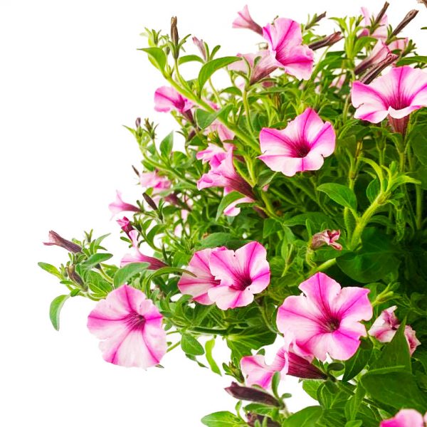 Petunia Hanging Basket - Image 2