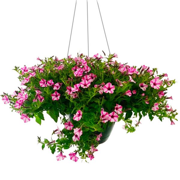 Petunia Hanging Basket