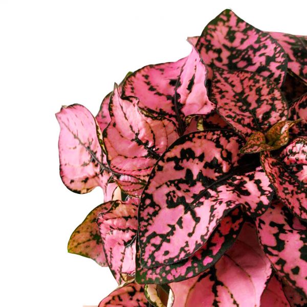 Polka Dot  Bright Pink - Image 2