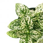 Polka Dot White - Image 2