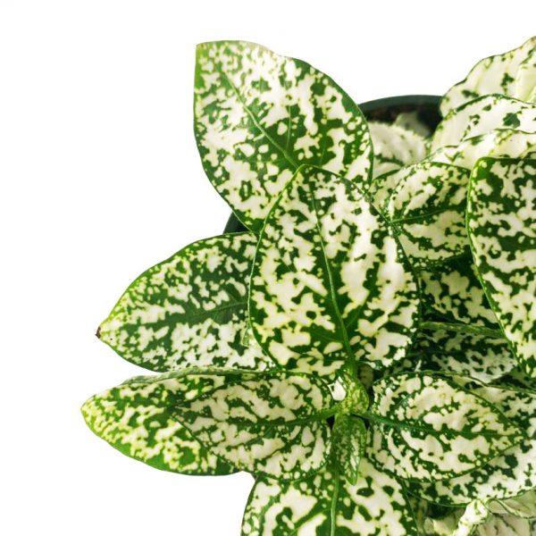 Polka Dot White - Image 2