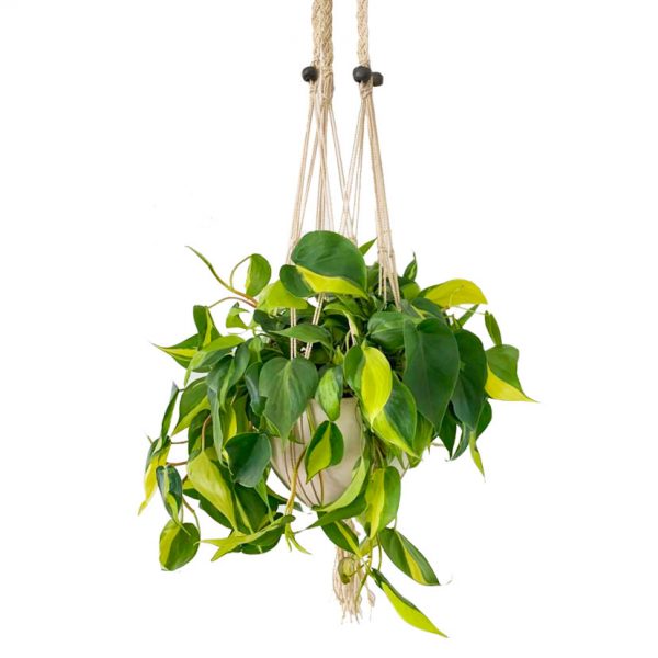 Pothos in a Hanging Macrame