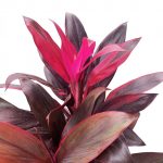 Cordyline Red - Image 2
