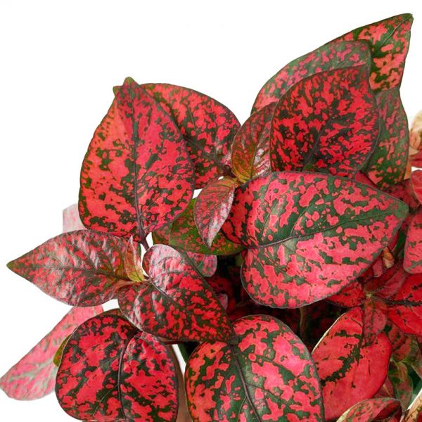 Polka Dot Red - Image 2