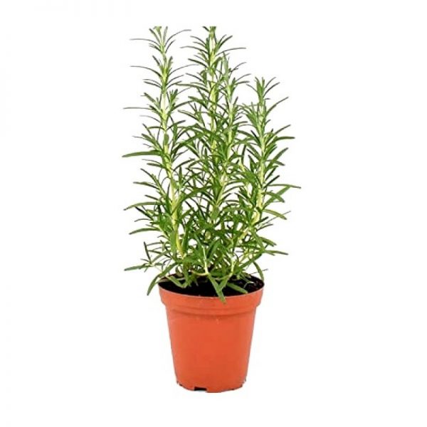 Rosemary Herb