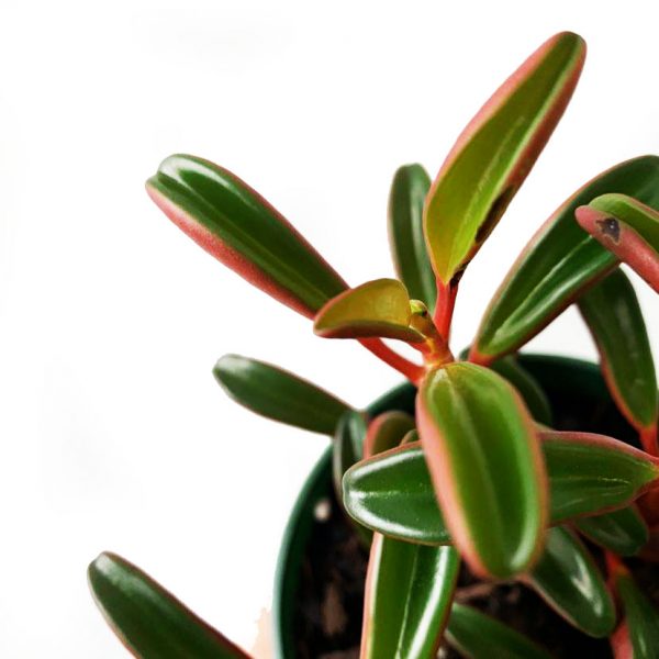 Peperomia Ruby Glow - Image 2