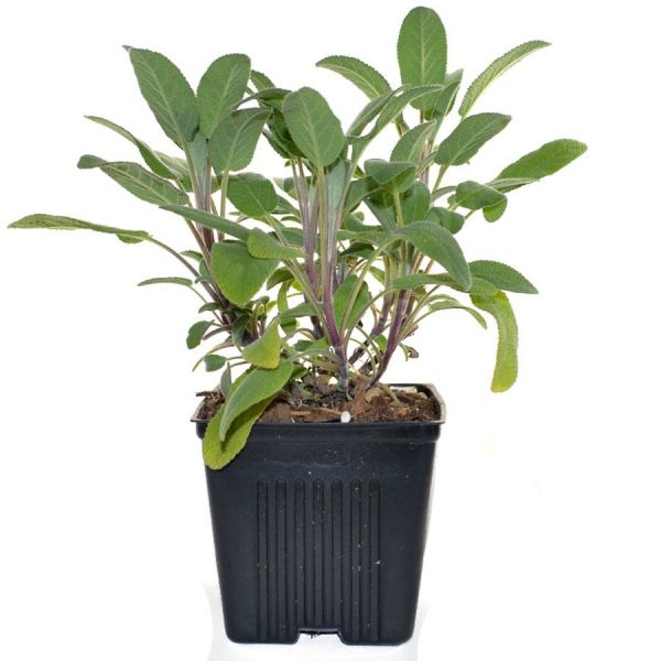 Sage Herb