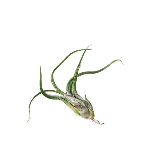 AIR PLANT: TILLANDSIA CAPUT MEDUSAE - Image 3