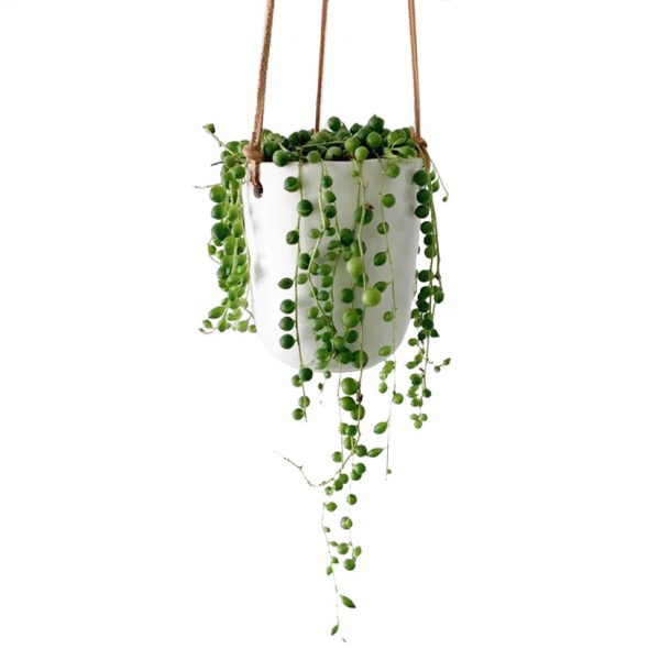 Hanging String of Pearls