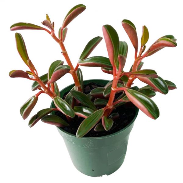 Peperomia Ruby Glow