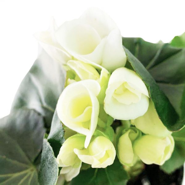 Begonia Rieger 4" - Image 5