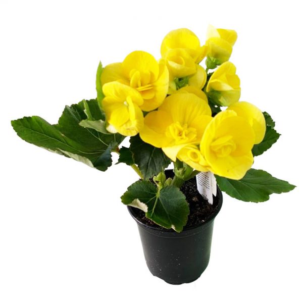 Begonia Rieger 4" - Image 3