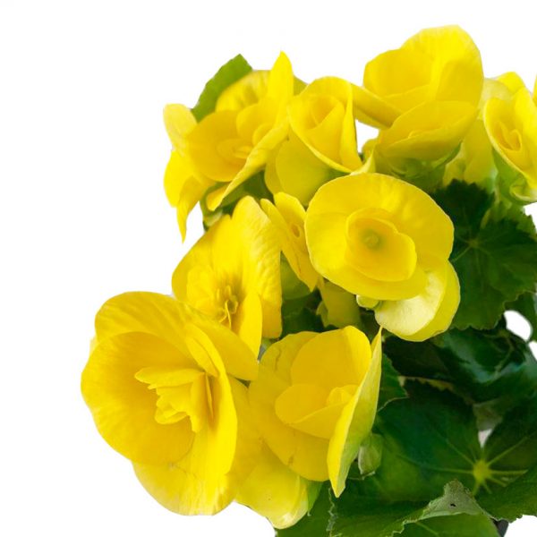 Begonia Rieger 4" - Image 2