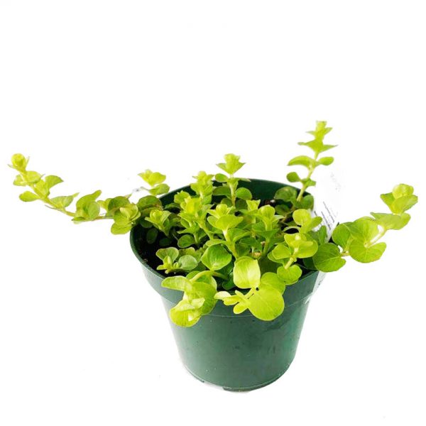 Creeping Jenny