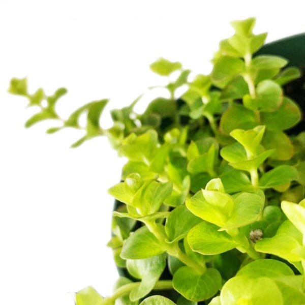 Creeping Jenny - Image 2