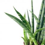 Sansevieria Cylindra - Image 2