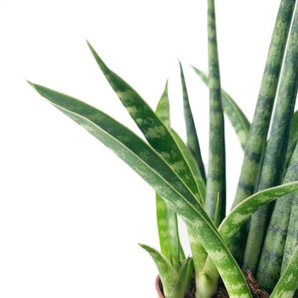 Sansevieria Cylindra - Image 2