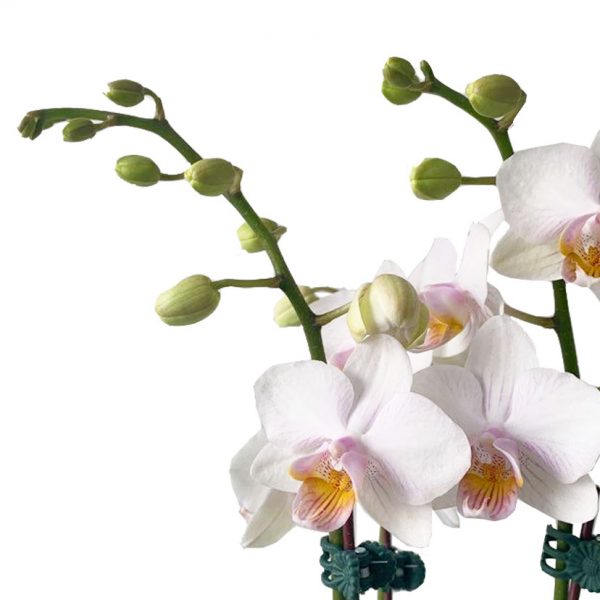 ORCHID 06: THREE STEMS - Image 2