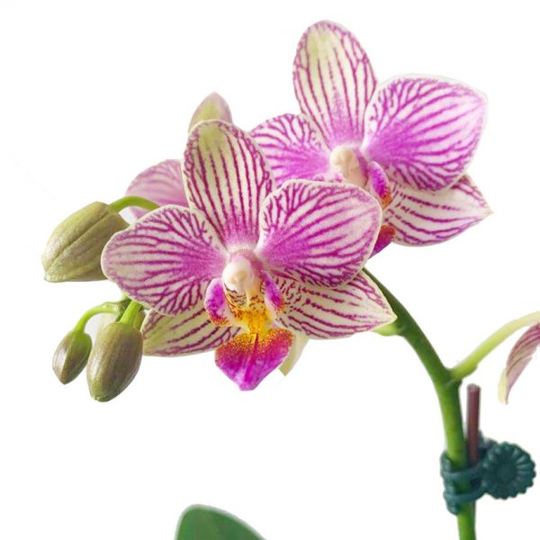 ORCHID 07: DOUBLE STEMS - Image 2