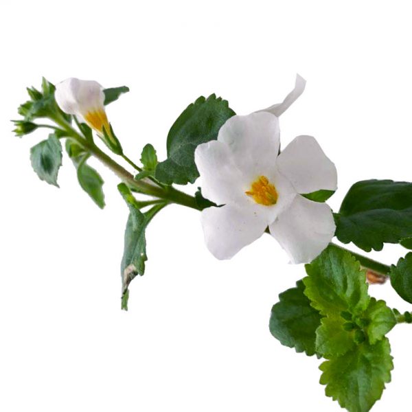 Bacopa - Image 2
