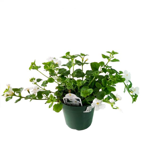 Bacopa