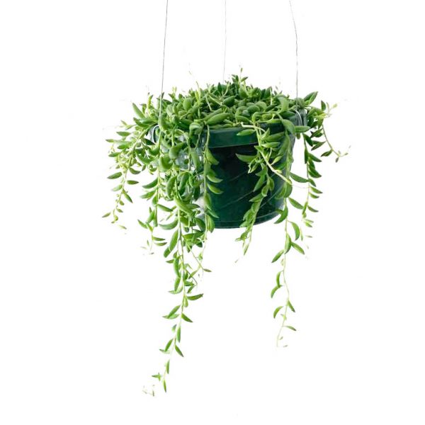 String of Bananas