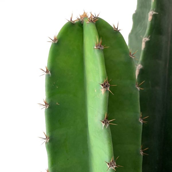 Peruvian Cactus 01 - Image 2