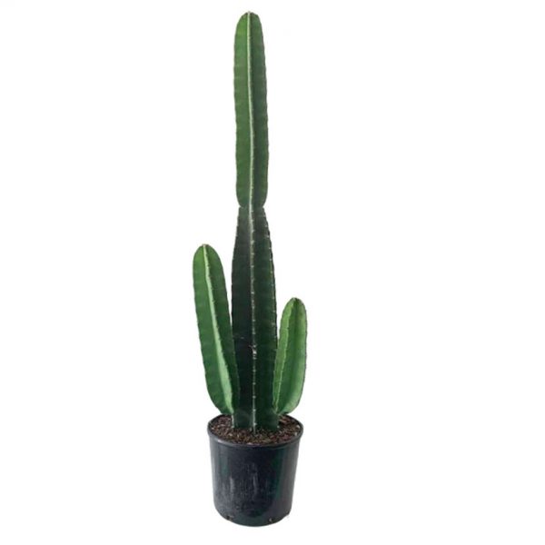 Peruvian Cactus 01