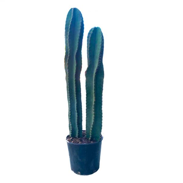 Peruvian Cactus
