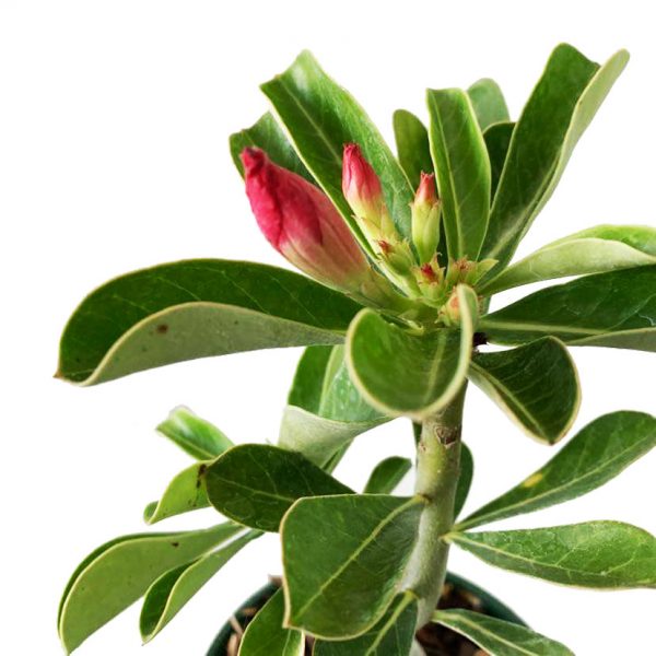 Desert Rose - Image 2