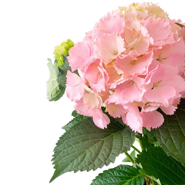 Hydrangea Pink Wrapped - Image 3