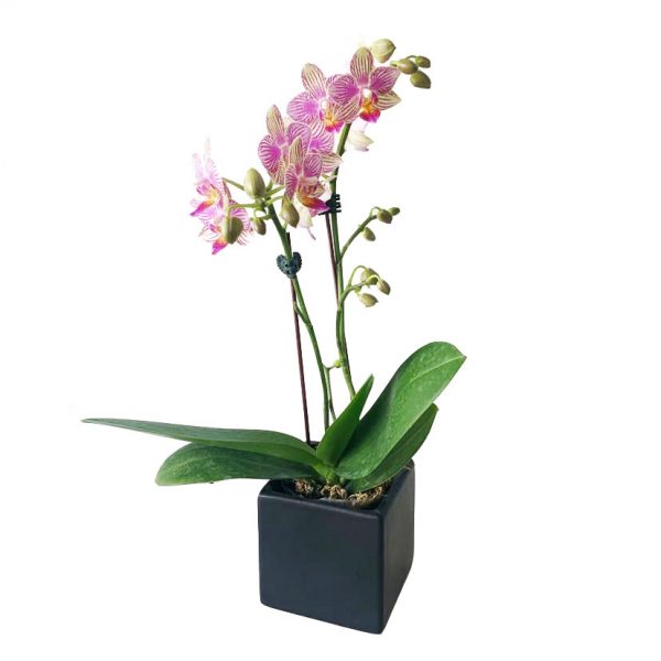 ORCHID 07: DOUBLE STEMS