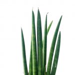 Sansevieria Cylindra - Image 4