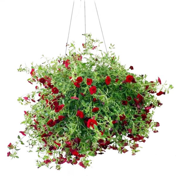 Million Bells Red