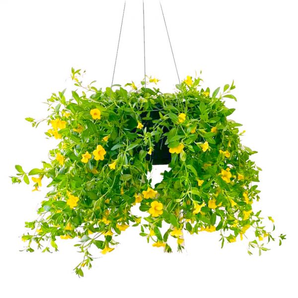 Million Bells Yellow
