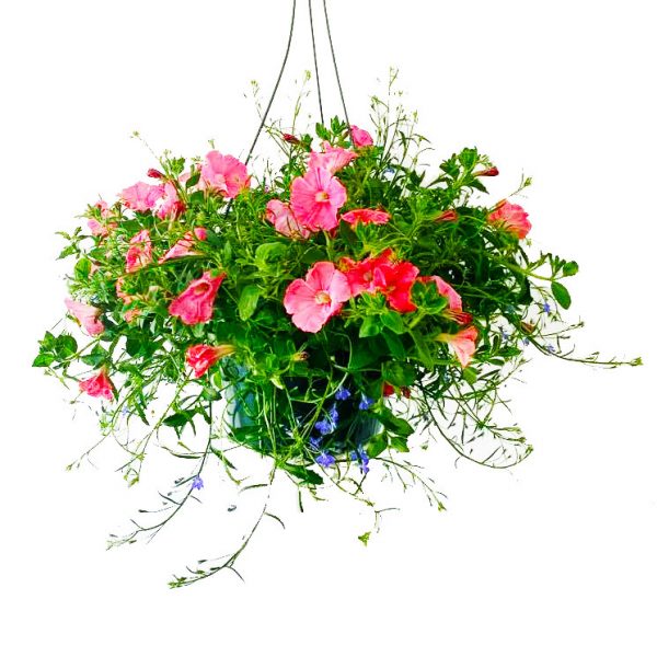 Mixed Petunias Hanging Basket