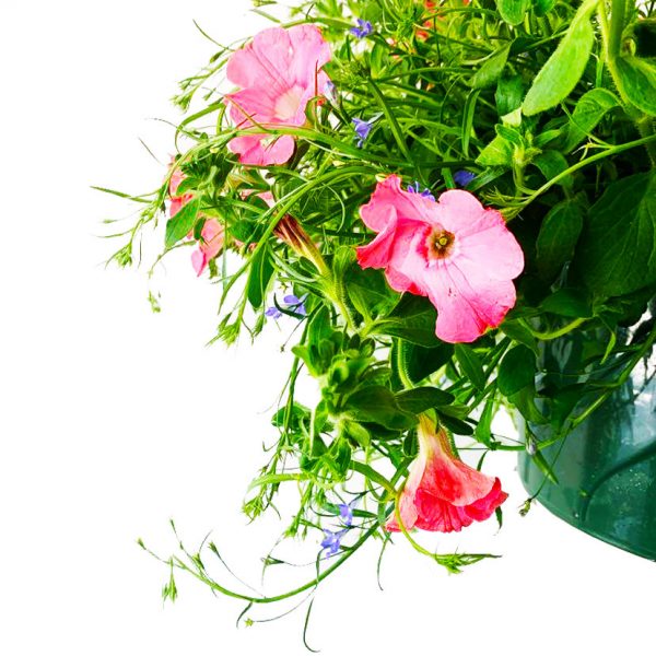 Mixed Petunias Hanging Basket - Image 2