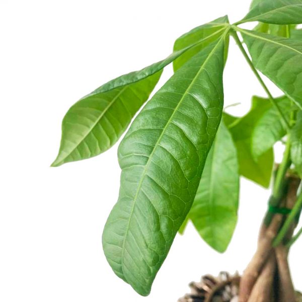 Money Tree in Adel - Image 2