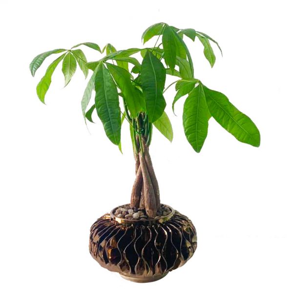 Money Tree in Adel