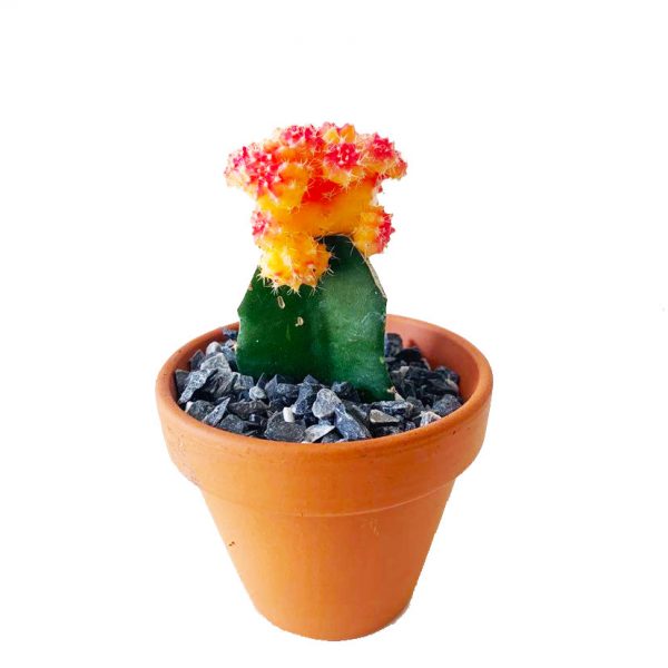 Grafted Cactus