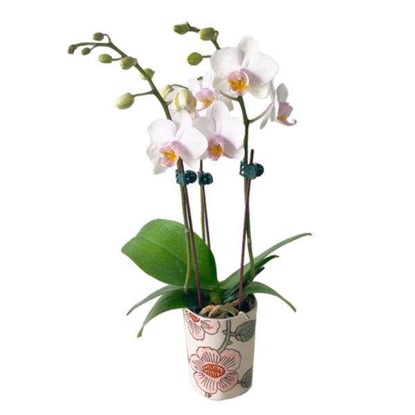 ORCHID 06: THREE STEMS
