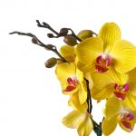 ORCHID 08: Double Stems - Image 2