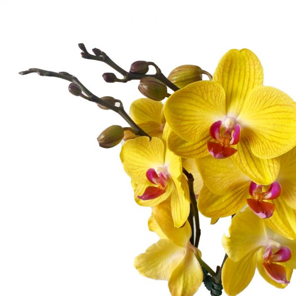ORCHID 08: Double Stems - Image 2