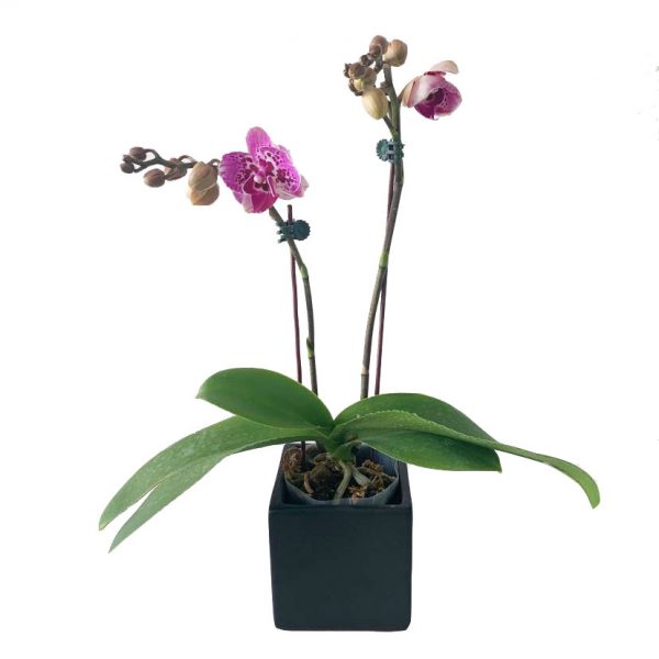 ORCHID 09: Double Stems