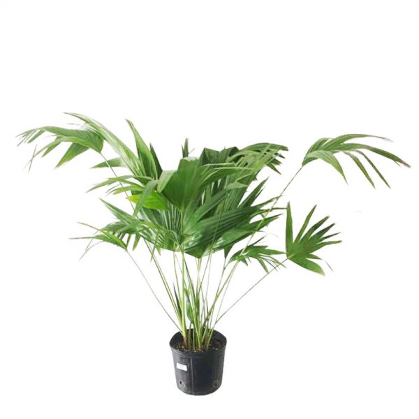 Chinese Fan Palm