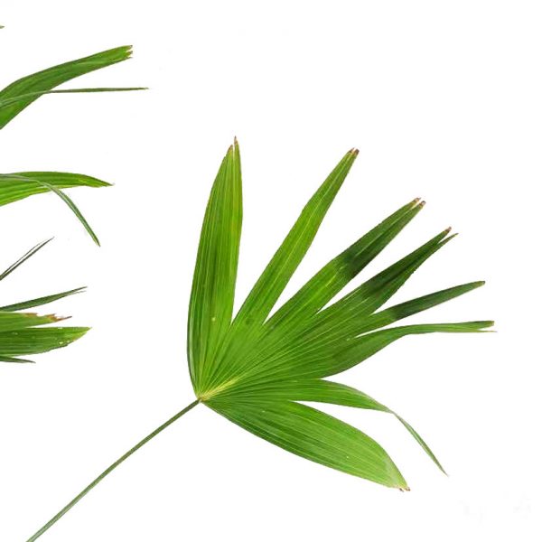 Chinese Fan Palm - Image 2