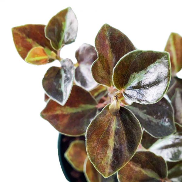 Peperomia Metallica - Image 2