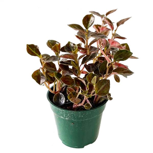 Peperomia Metallica