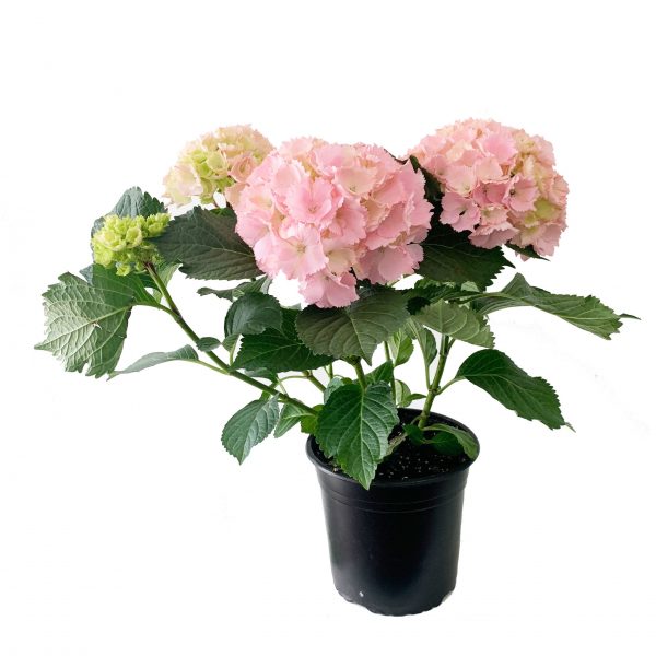 Hydrangea Pink Wrapped - Image 2