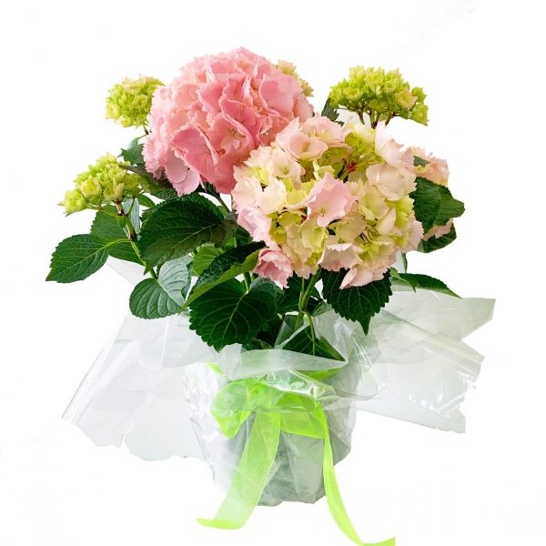 Hydrangea Pink Wrapped